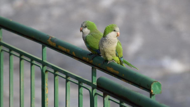Monk parakeets in Chicago.